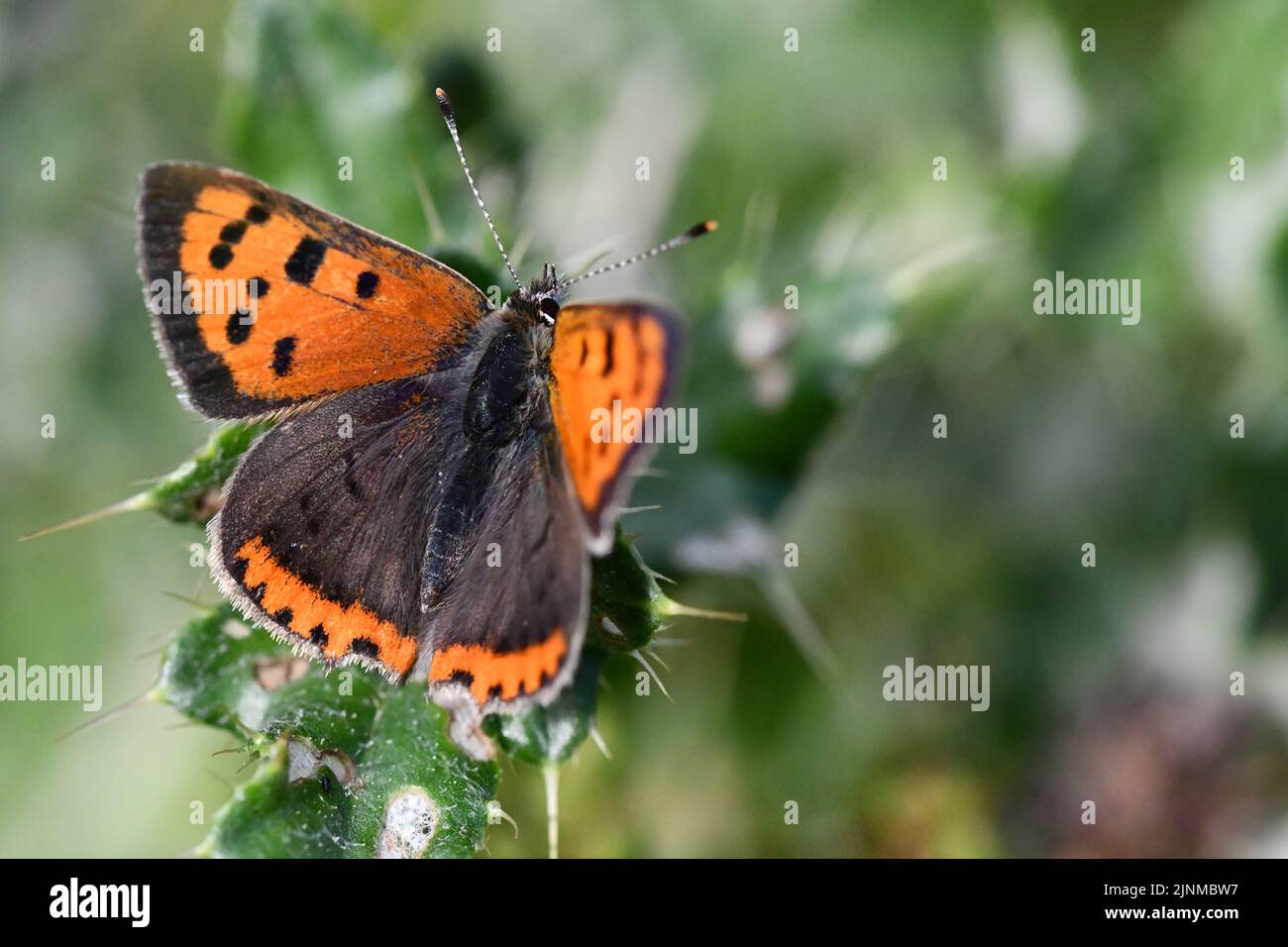 Small Copper (Lycaena phlaeas) butterfly, Kilkenny, Ireland Stock Photo ...
