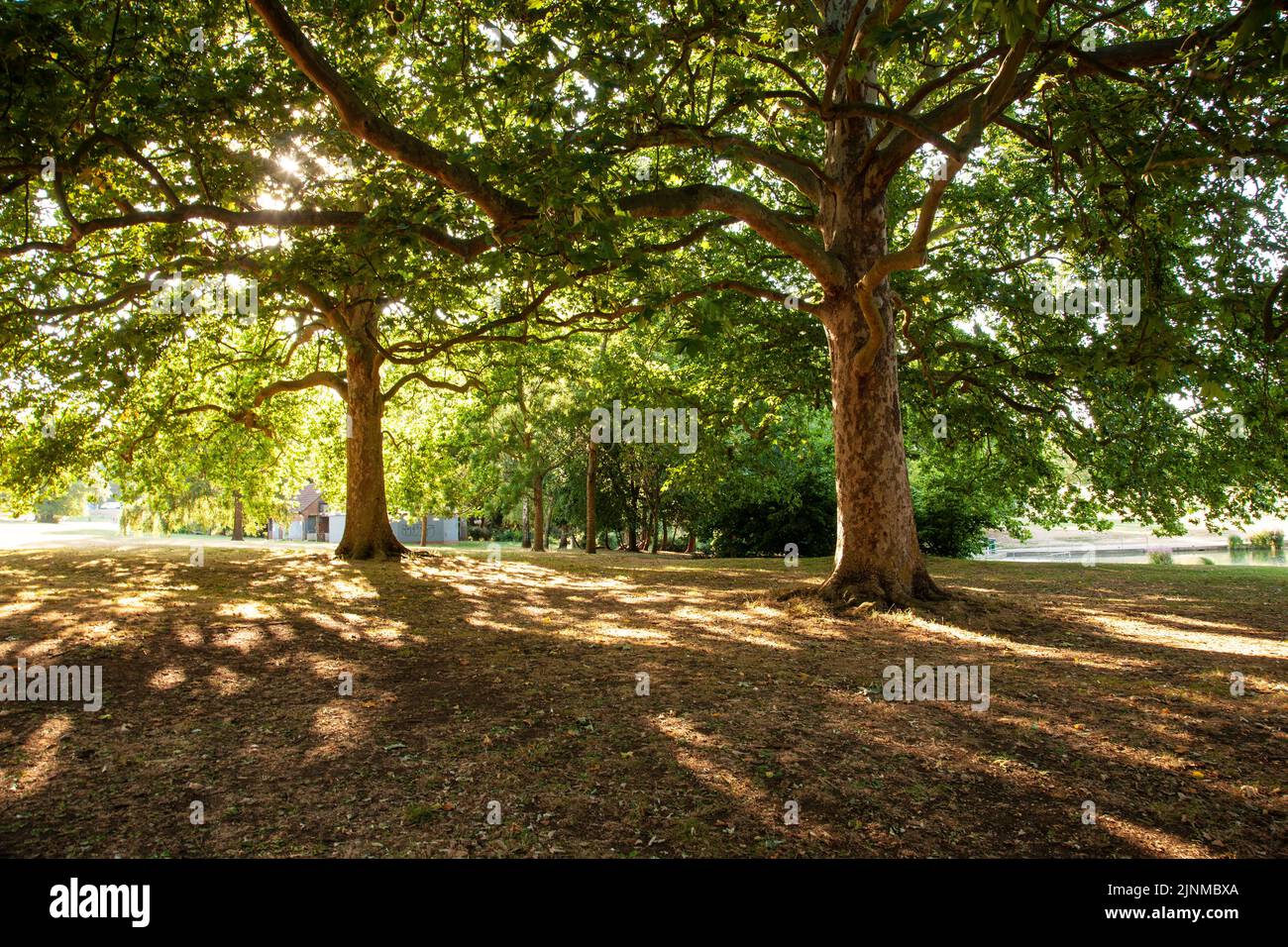 Northampton UK. 12th August. 2022.  In the shade of the trees early evening in Abington Park after a very hot summers day. Credit: Keith J Smith./Alamy Live Stock Photo