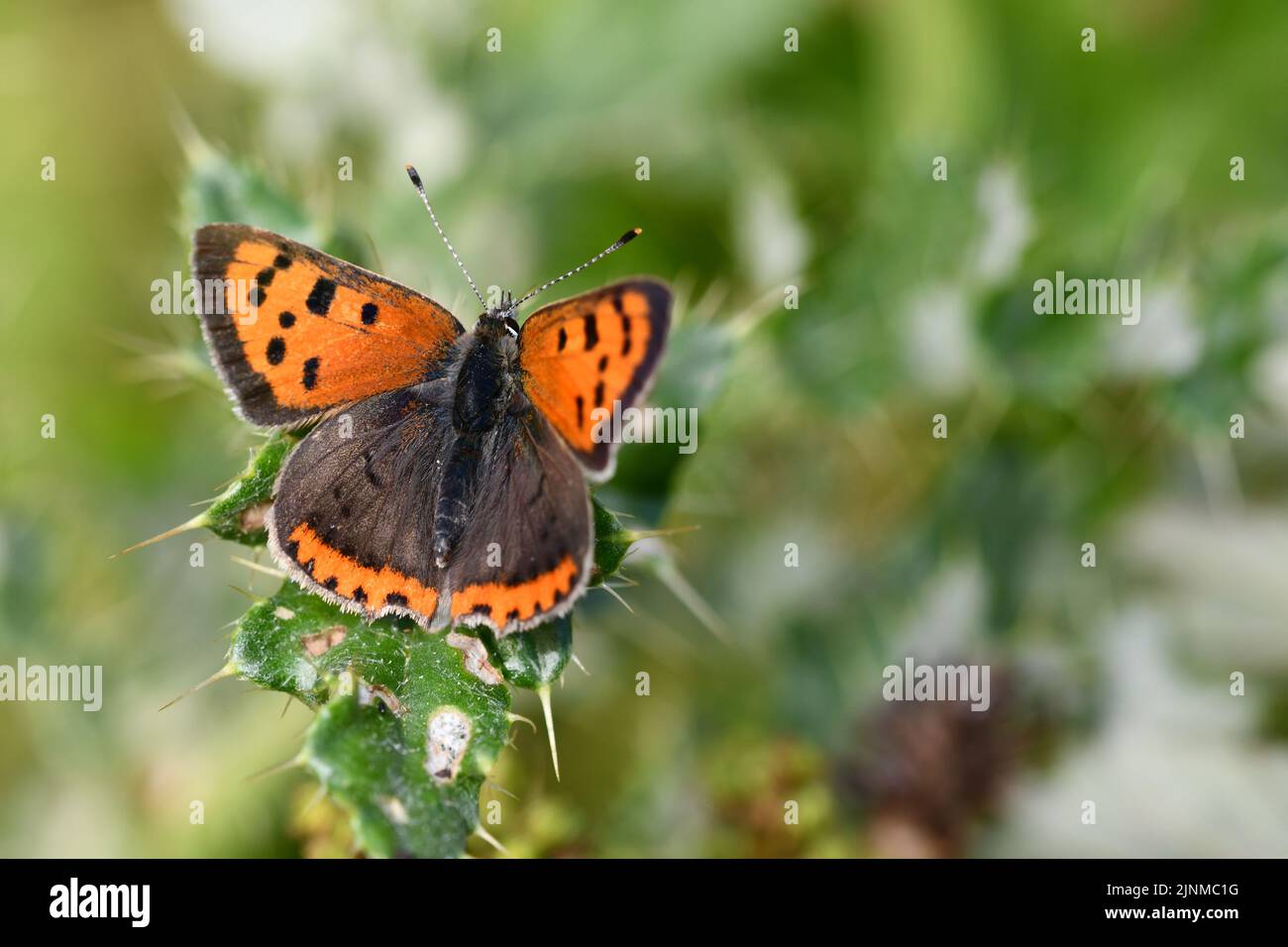 Small Copper (Lycaena phlaeas) butterfly, Kilkenny, Ireland Stock Photo