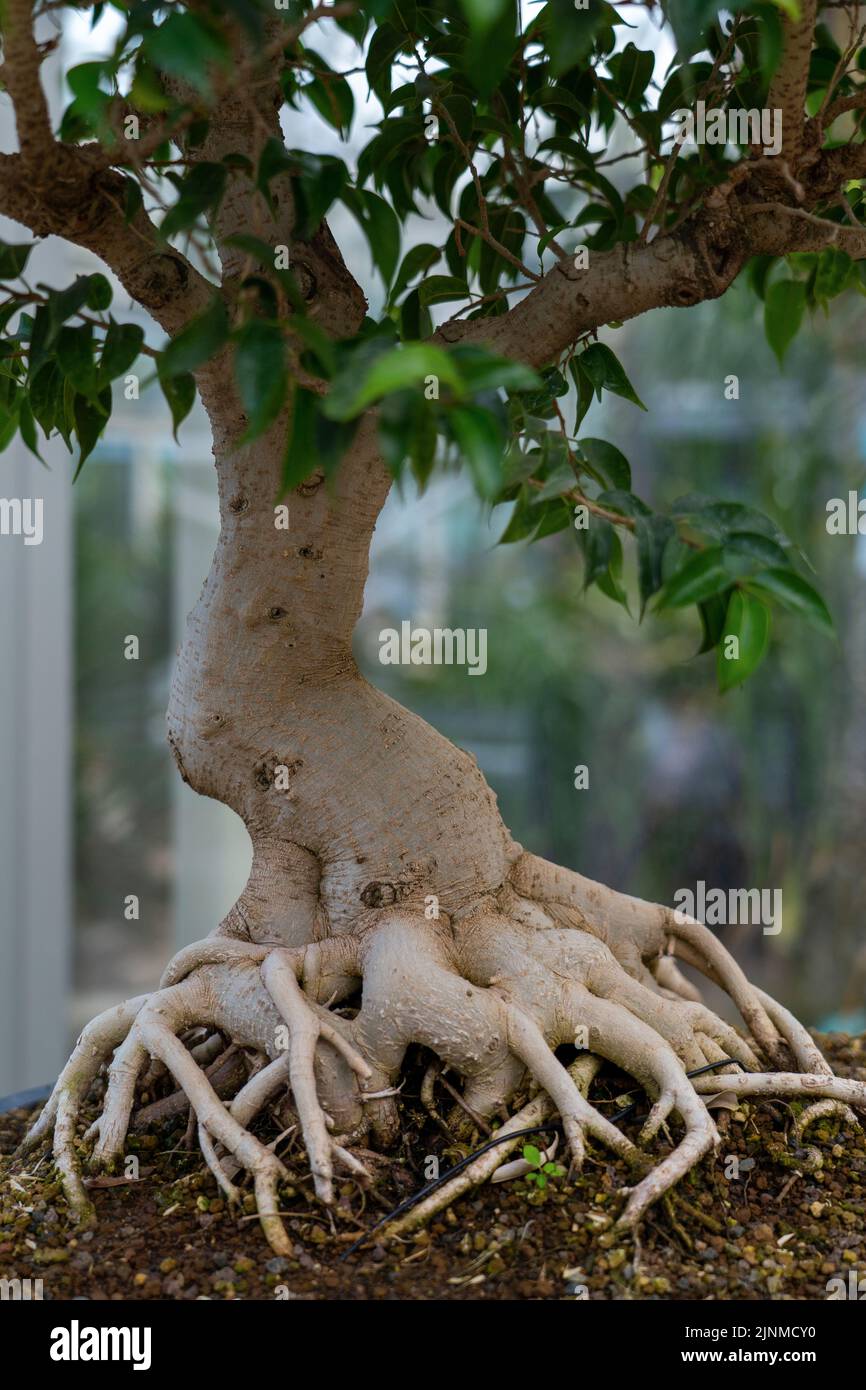 Bonsai tree root, exposed surface roots and the underground root structure Stock Photo
