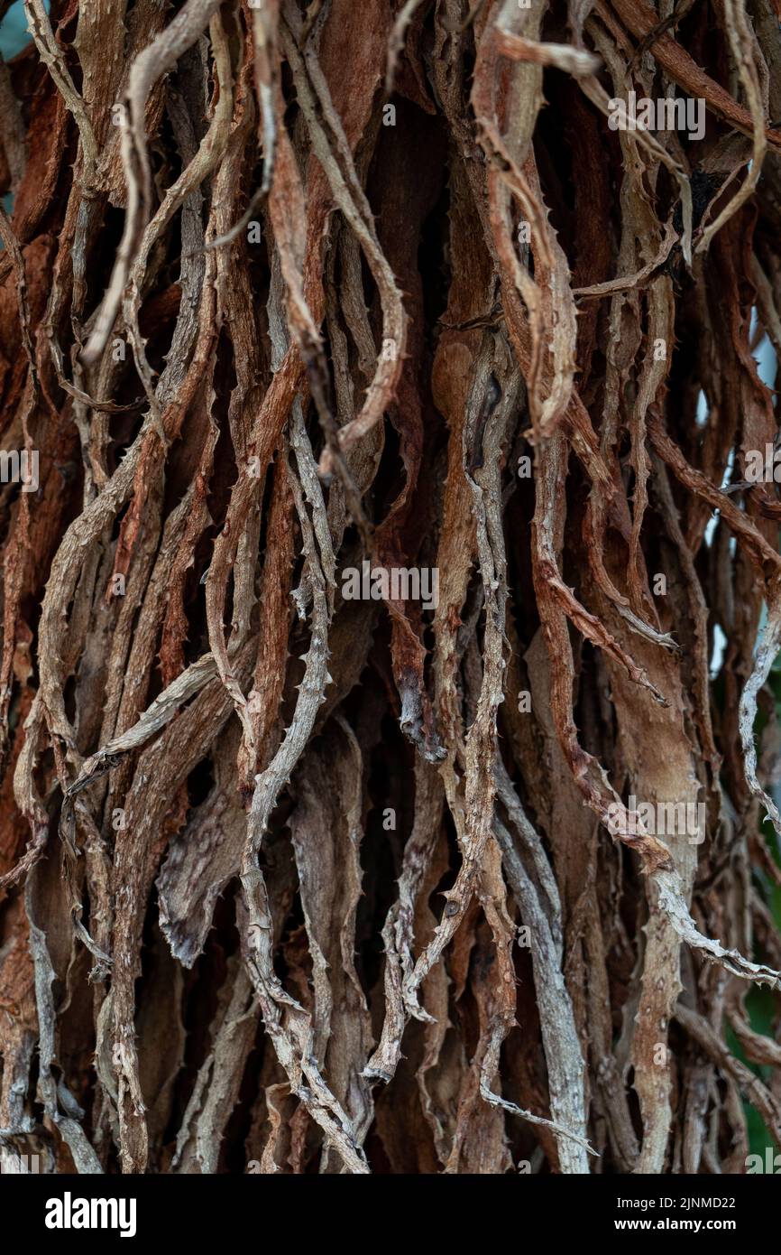 Tree roots root growing wall cambodia hi-res stock photography and ...