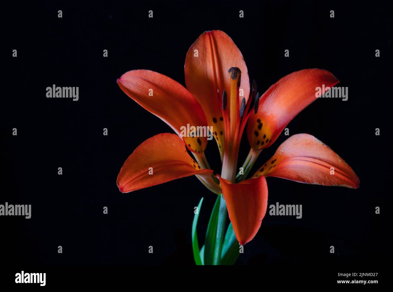 A Wood Lily, focus-stacked, against a black backdrop. Stock Photo