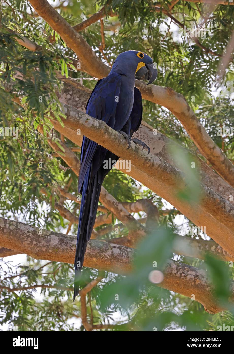 Hyacinth Macaw (Anodorhynchus hyacinthinus) adult perched on branch Pantanal, Brazil               July Stock Photo