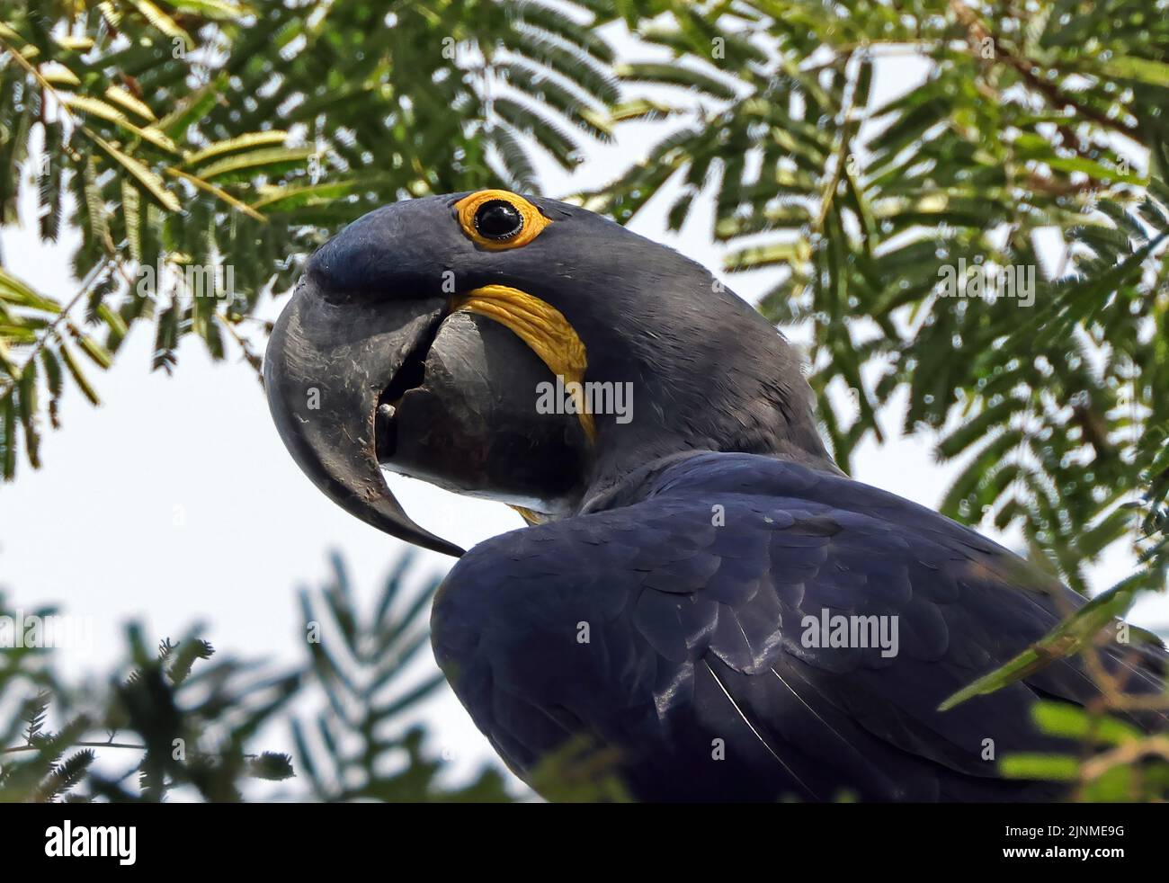Hyacinth Macaw (Anodorhynchus hyacinthinus) close-up of adult head Pantanal, Brazil               July Stock Photo