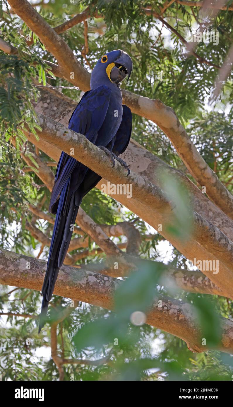 Hyacinth Macaw (Anodorhynchus hyacinthinus) adult perched on branch eating seed Pantanal, Brazil               July Stock Photo