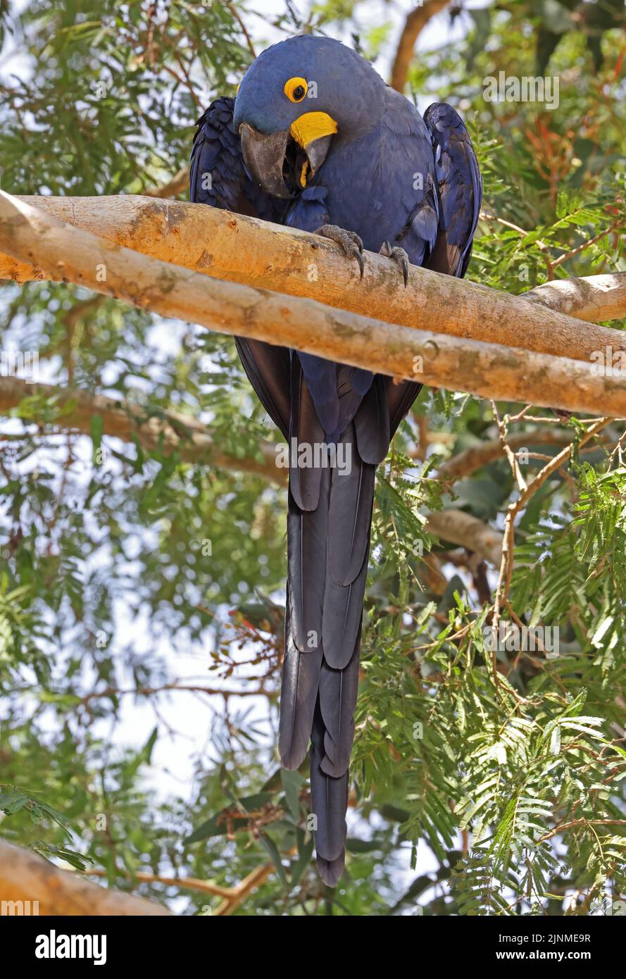 Hyacinth Macaw (Anodorhynchus hyacinthinus) adult perched on branch preening Pantanal, Brazil               July Stock Photo