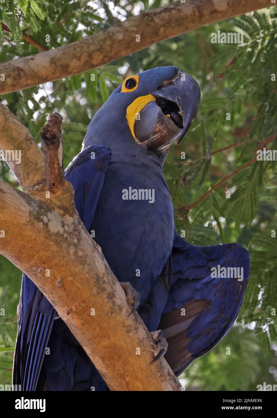 Hyacinth Macaw (Anodorhynchus hyacinthinus) close-up of adult perched in tree eating seed Pantanal, Brazil               July Stock Photo