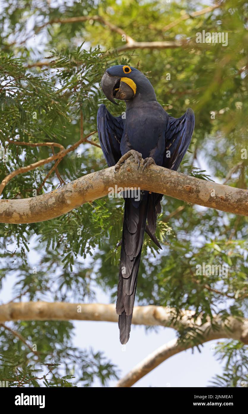Hyacinth Macaw (Anodorhynchus hyacinthinus) adult perched on branch eating seed Pantanal, Brazil               July Stock Photo
