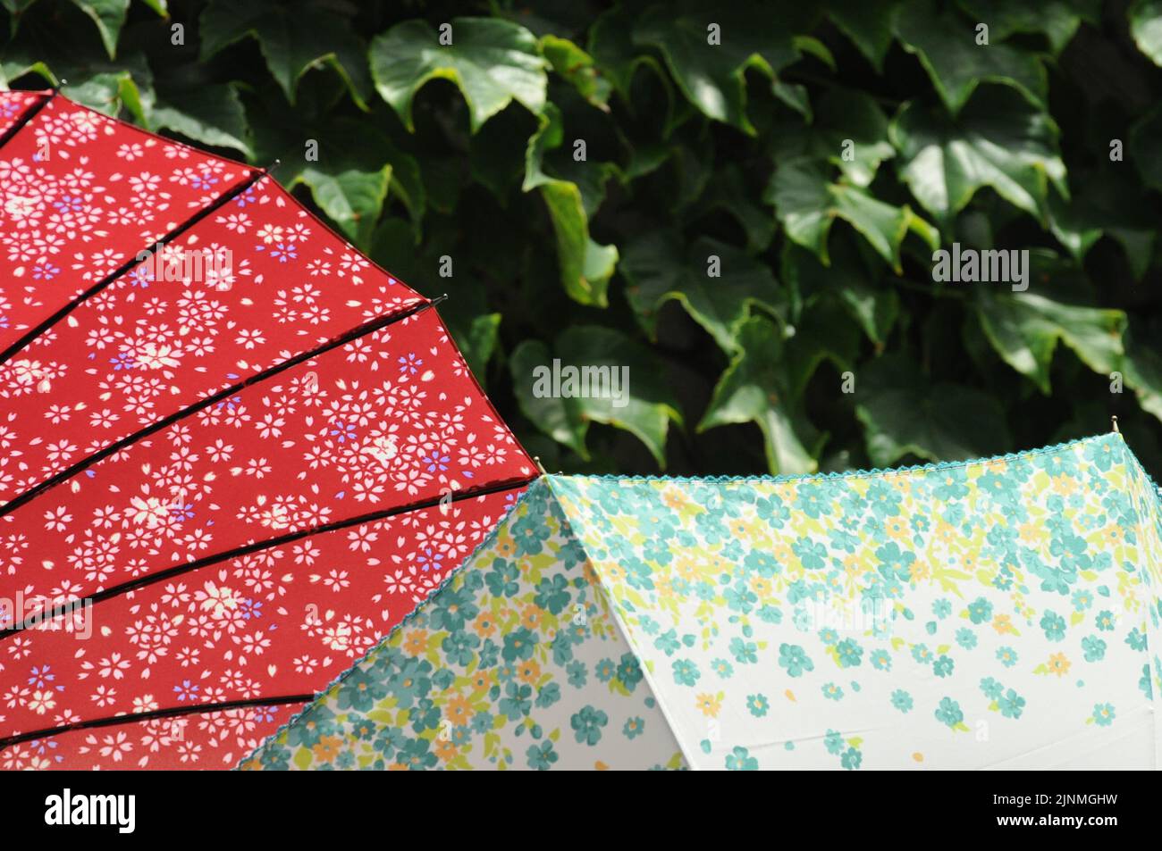 Set of colorful Japanese sun umbrellas over a wall fully covered by a green plant Stock Photo