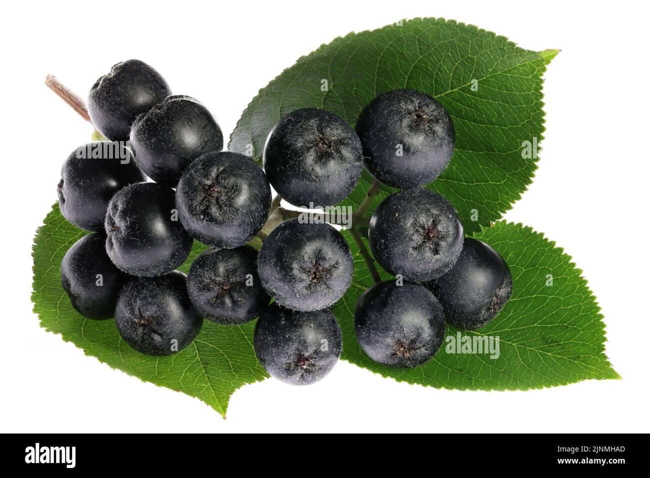 Aronia berries isolated on white background Stock Photo