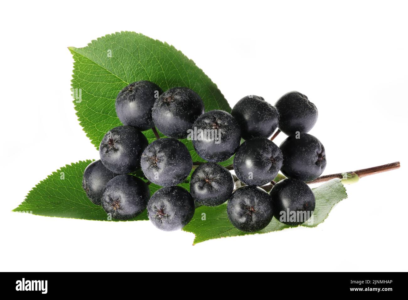 Aronia berries isolated on white background Stock Photo - Alamy