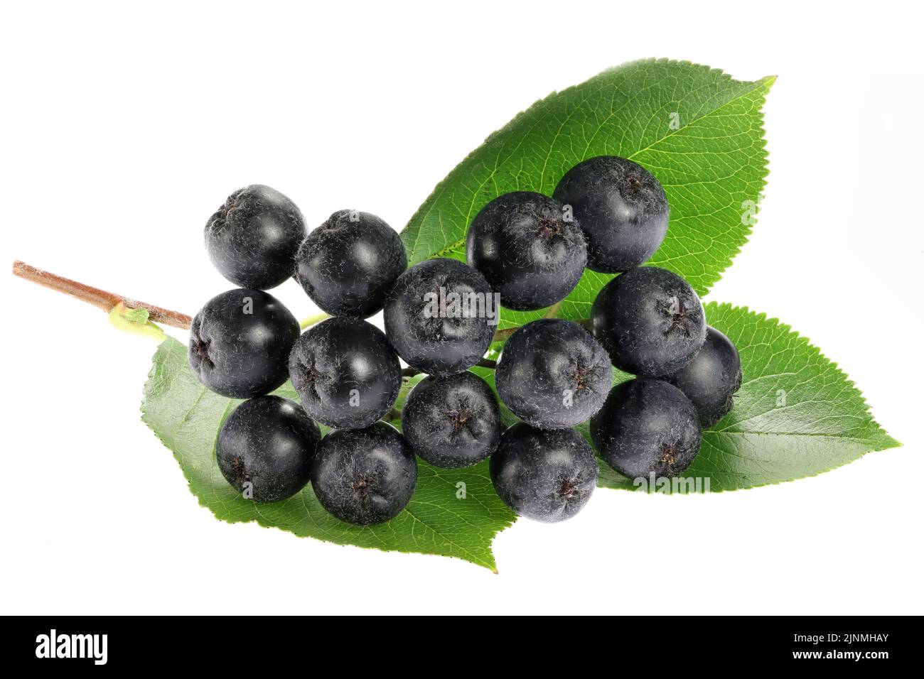 Aronia berries isolated on white background Stock Photo