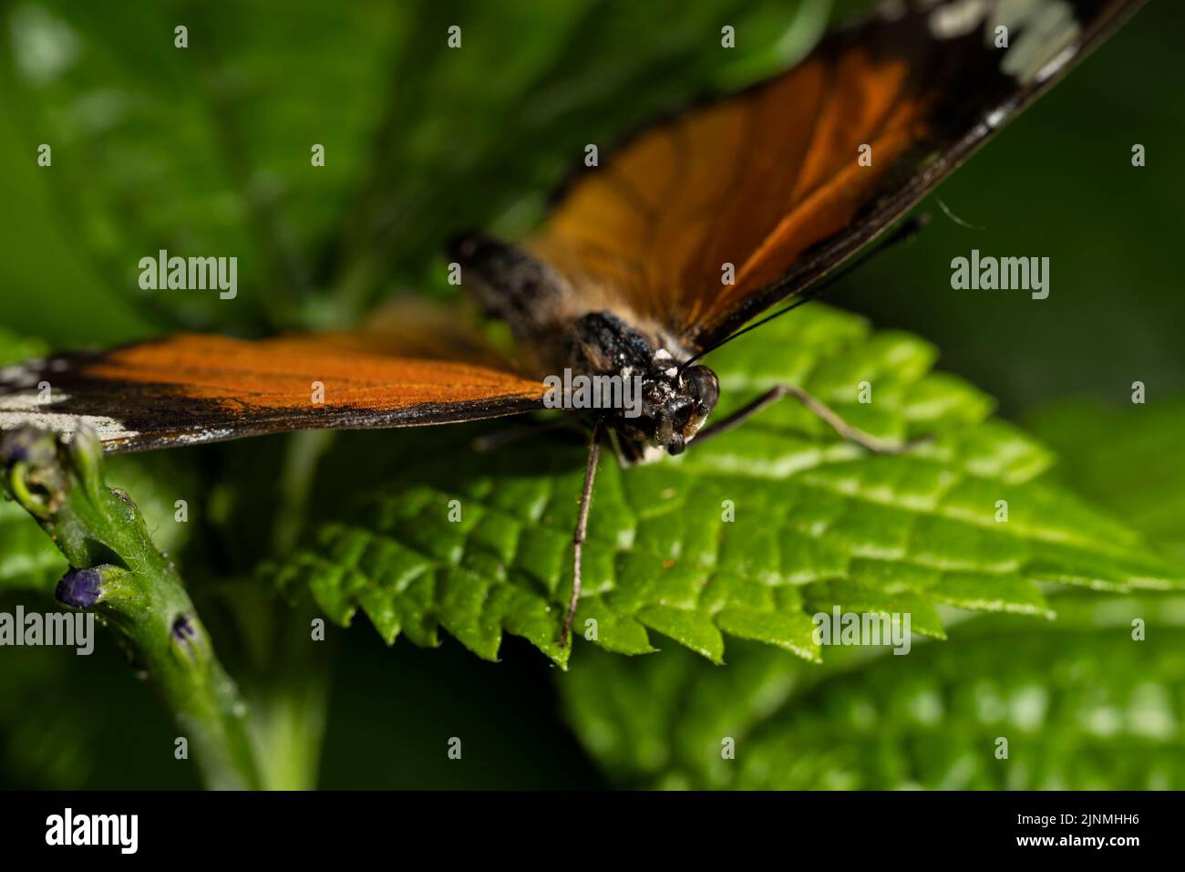 A plain tiger butterfly with wings spread. Stock Photo