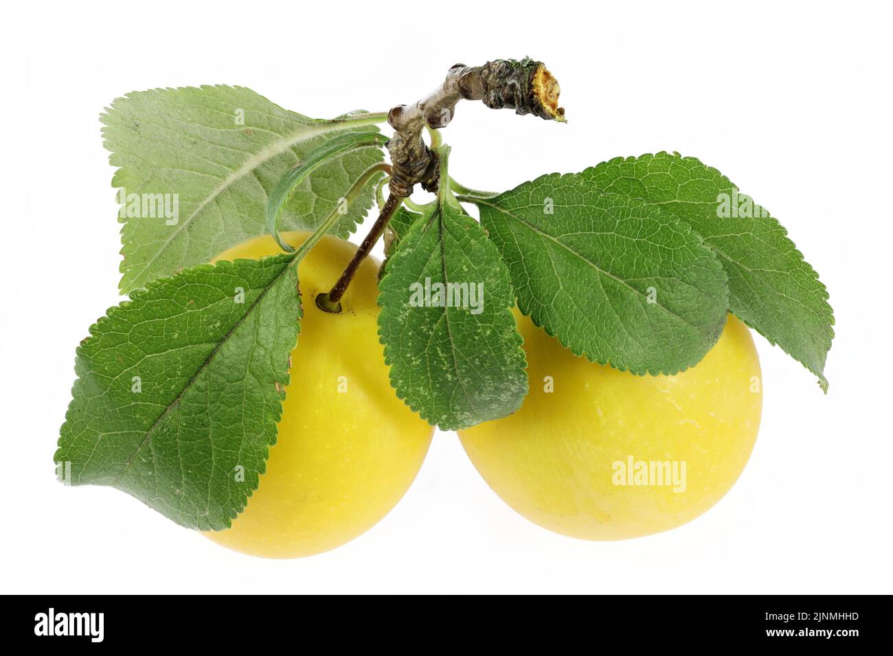 mirabelle plums isolated on white background Stock Photo