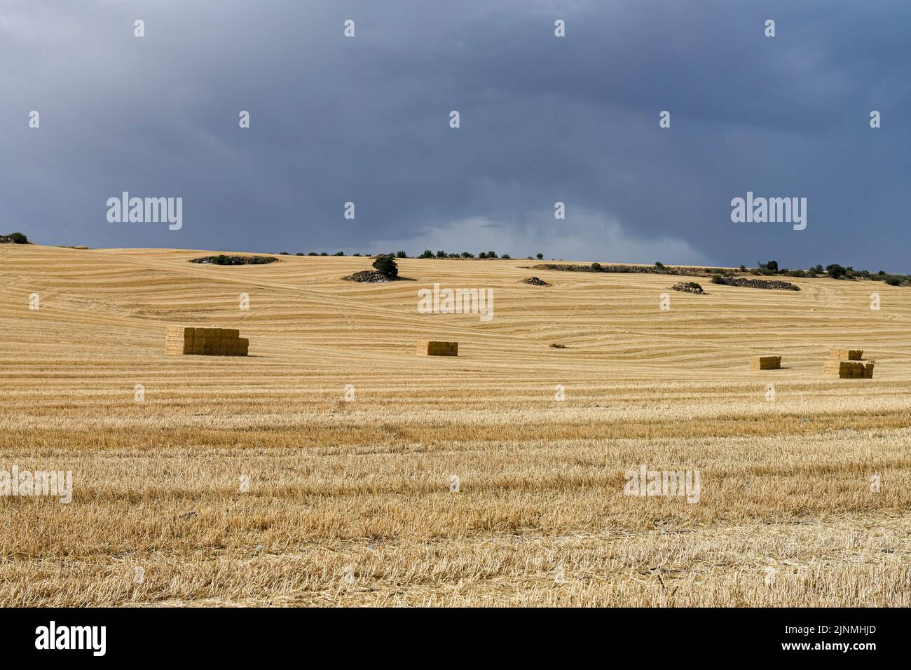 Cereal field landscape after harvest. Bales of hay in the field Stock ...
