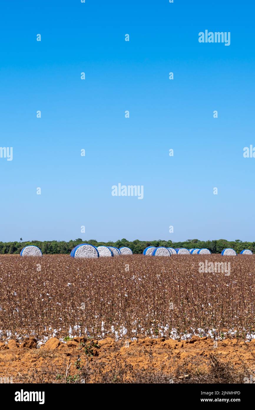 Beautiful view of farm field full of harvest cotton bales in sunny summer day. Mato Grosso, Brazil. Concept of agriculture, ecology, environment. Stock Photo