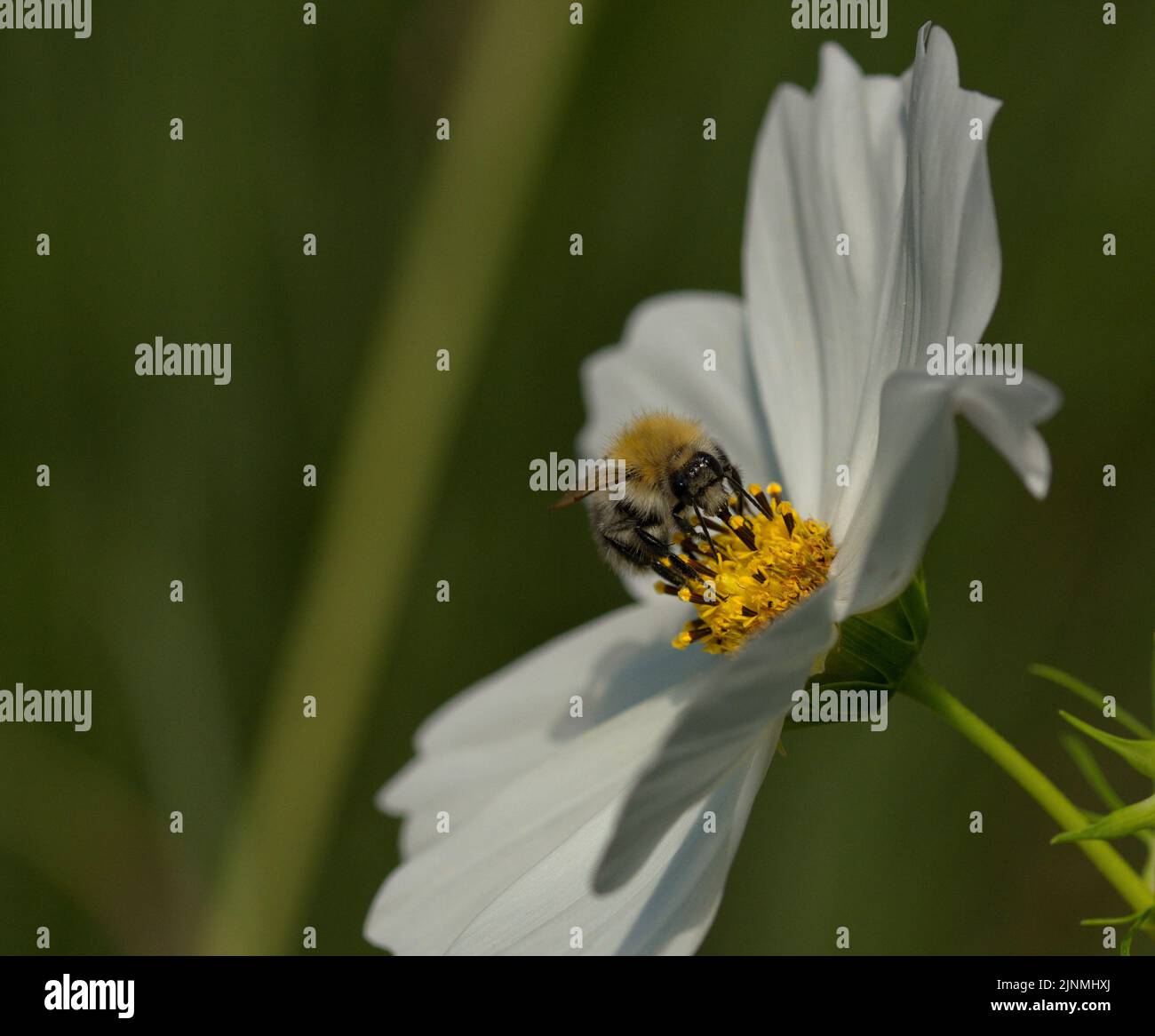 Macor of a bee on a white cosmos flower in summer Stock Photo