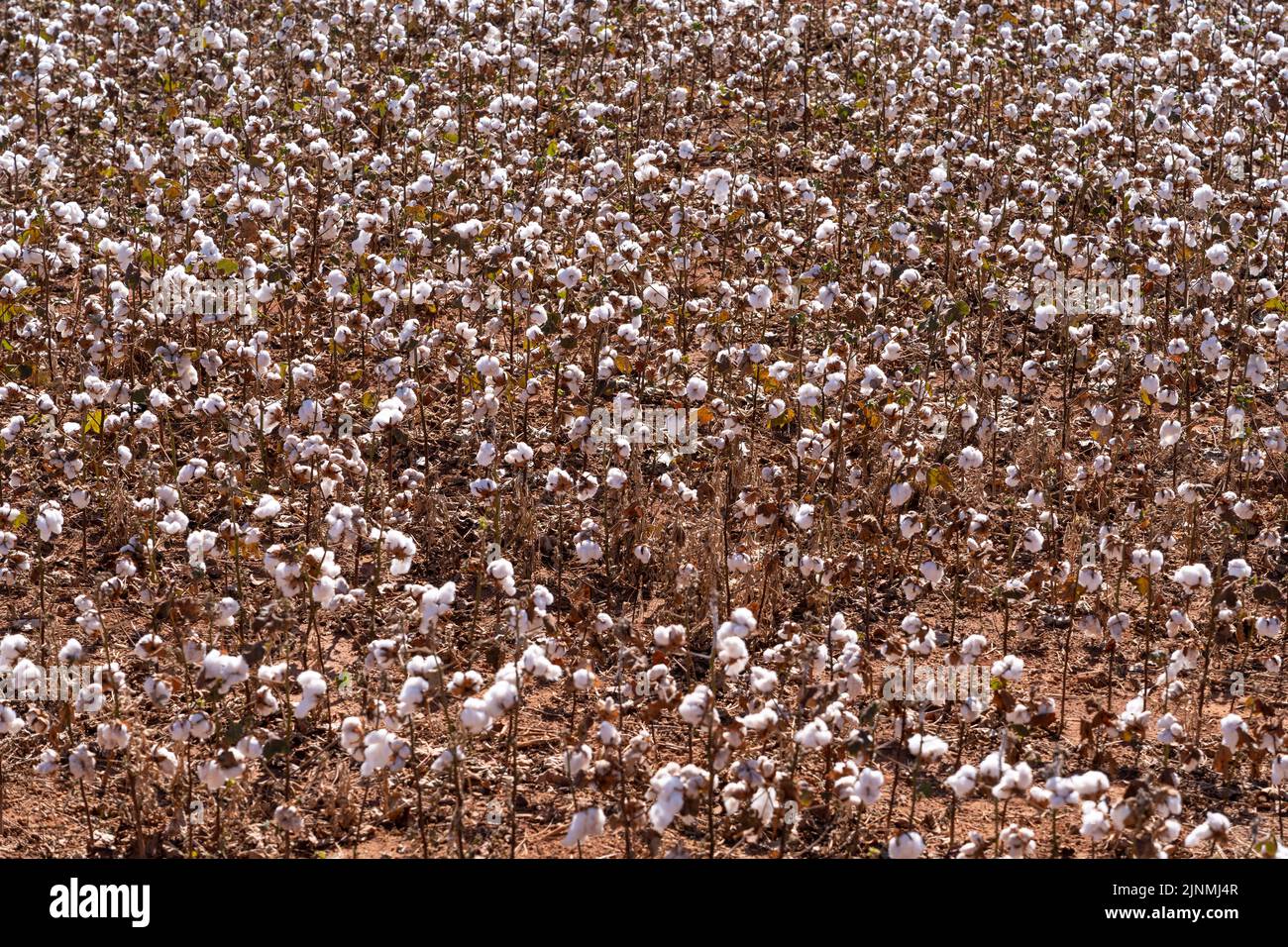 Beautiful view of cotton farm plantation field at harvest time in Mato Grosso, Brazil in sunny summer day.  agriculture, ecology, environment concept Stock Photo