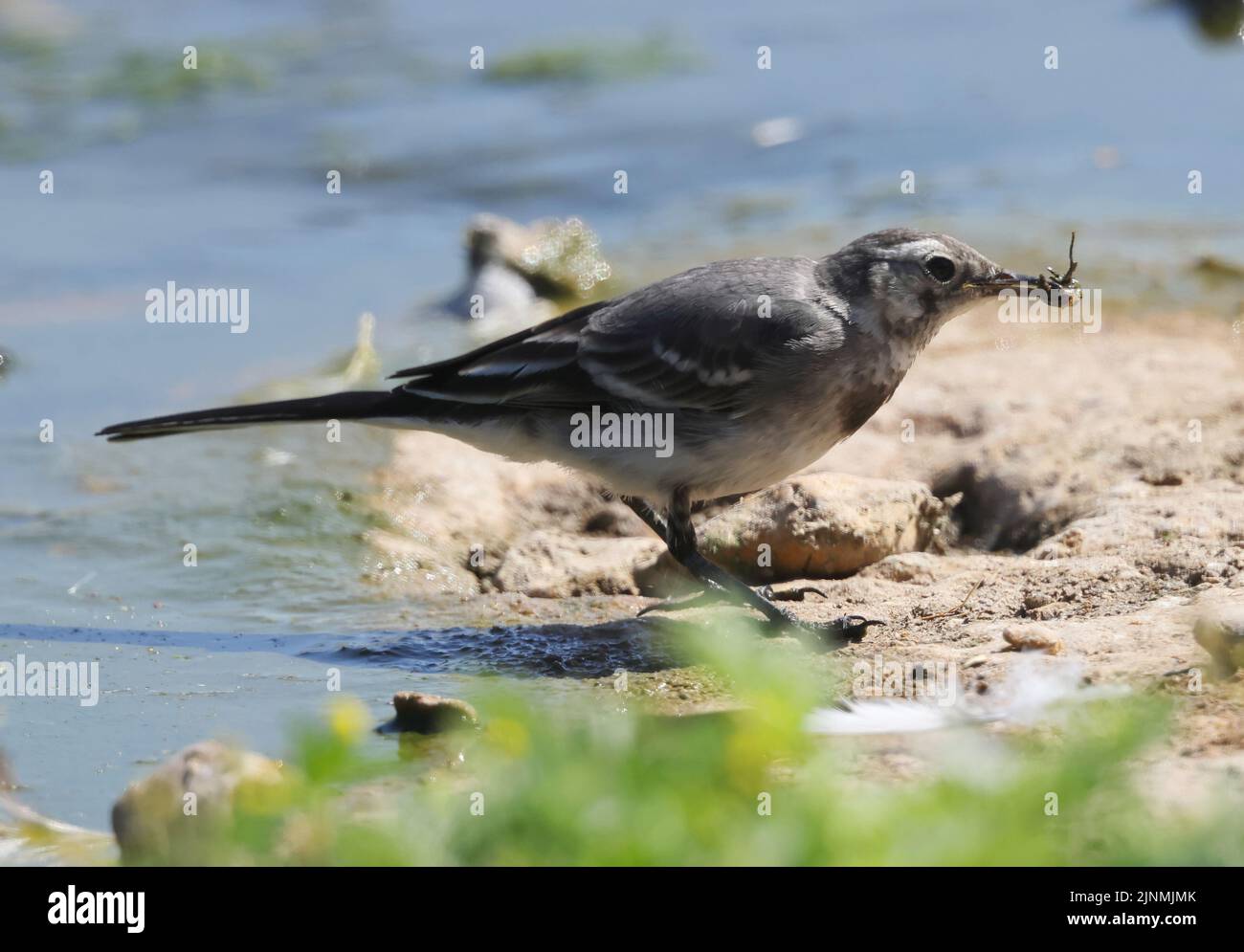 A juvenile Pied Wagtail being careful with its catch of a Bee Stock Photo