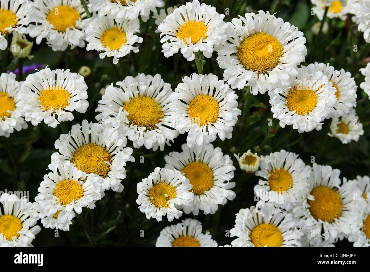 Beautiful English daisies with frilly petals and dark yellow stamens
