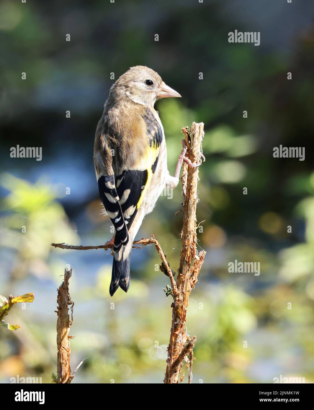 A juvenile Goldfinch perched on a plant stem Stock Photo