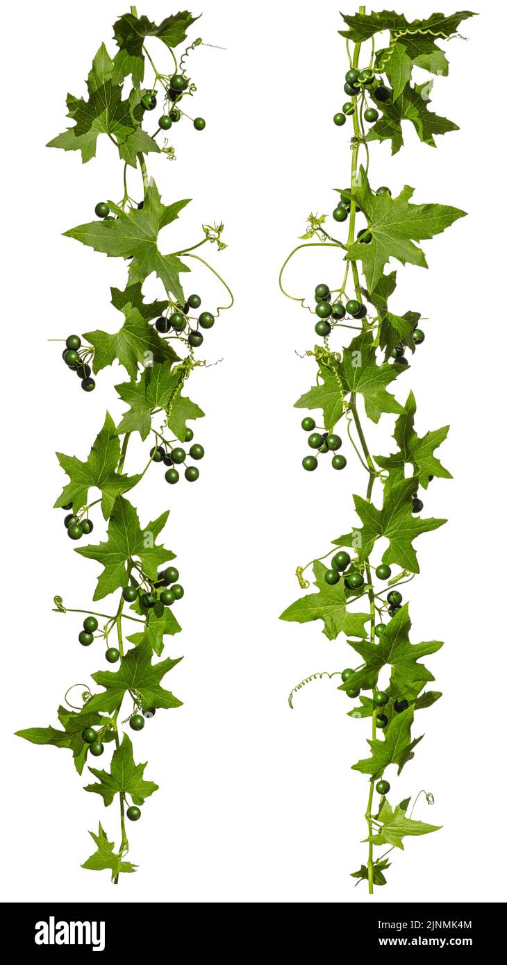 Ivy with green berries isolated on white background, set of two creeper for your frame decoration. Stock Photo