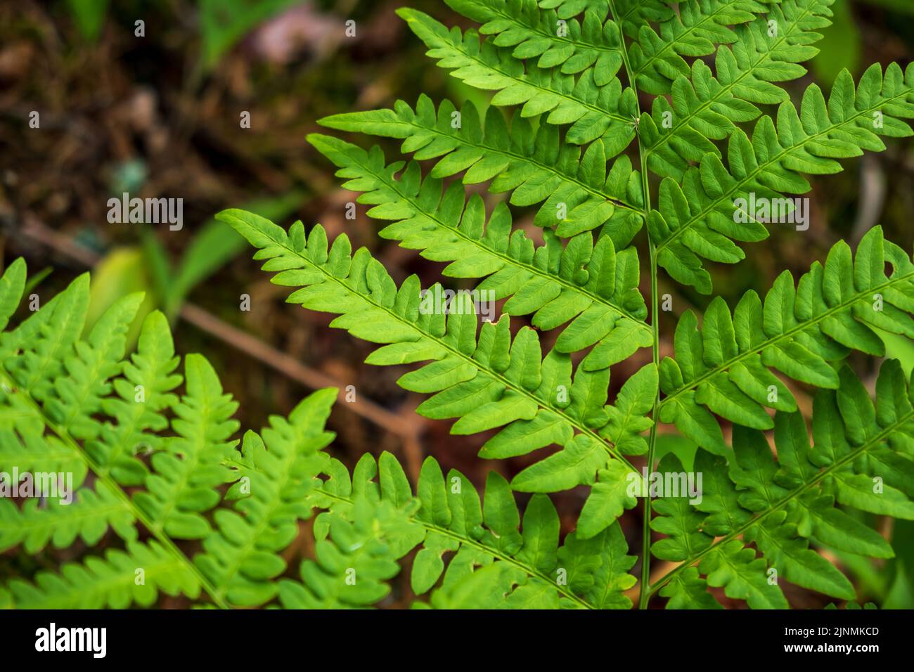 Close-up leaves of the oldest plant ferns in the forest. Stock Photo