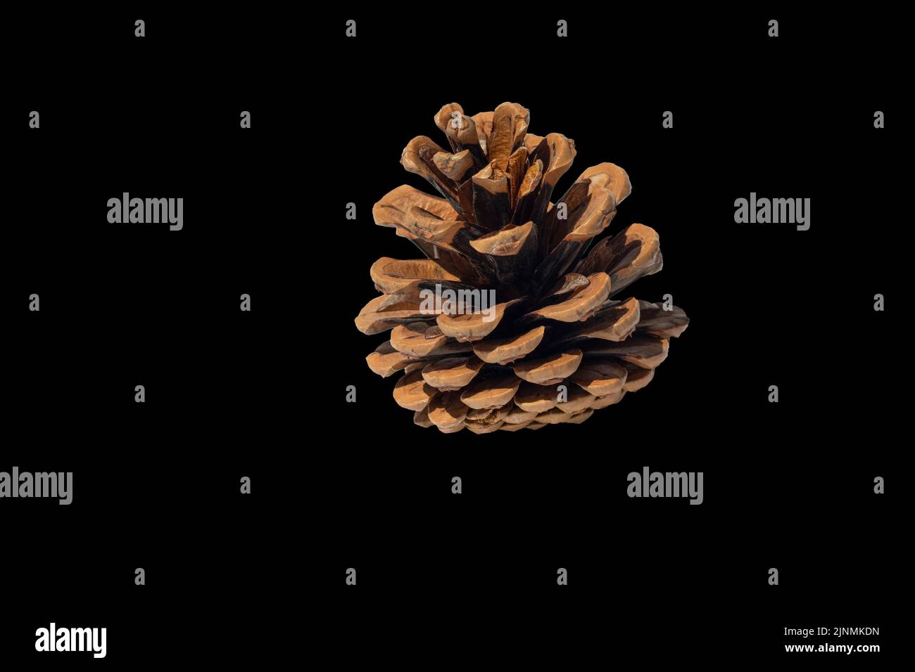 Brown pine cone on a black background. Isolate. Stock Photo