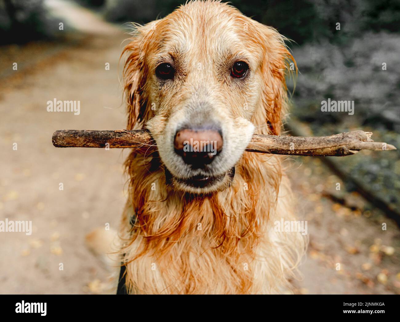 Cute dog running with stick Stock Photo Alamy