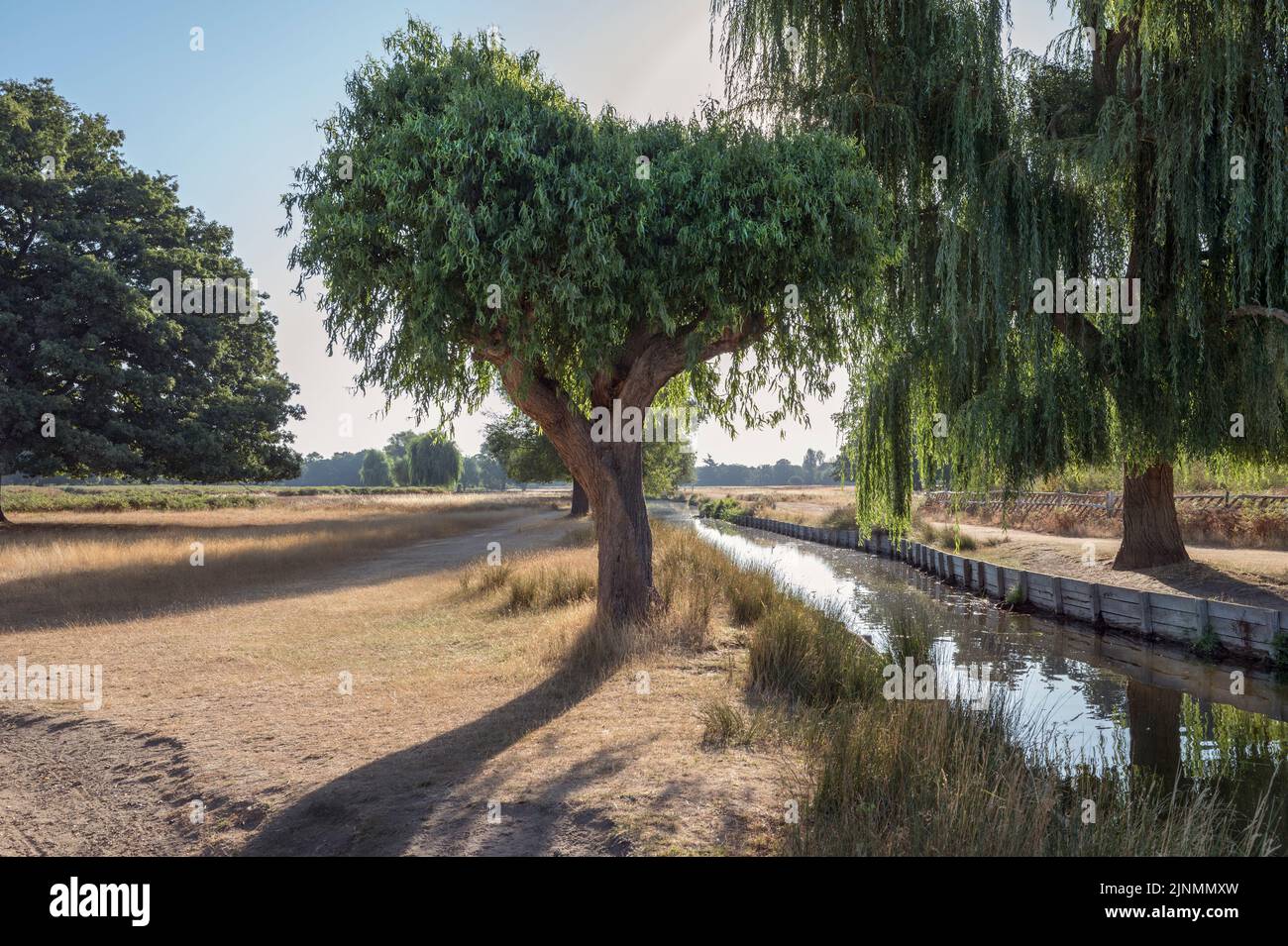Backlit willow trees on hot sunny day at Bushy Park in Surrey England Stock Photo
