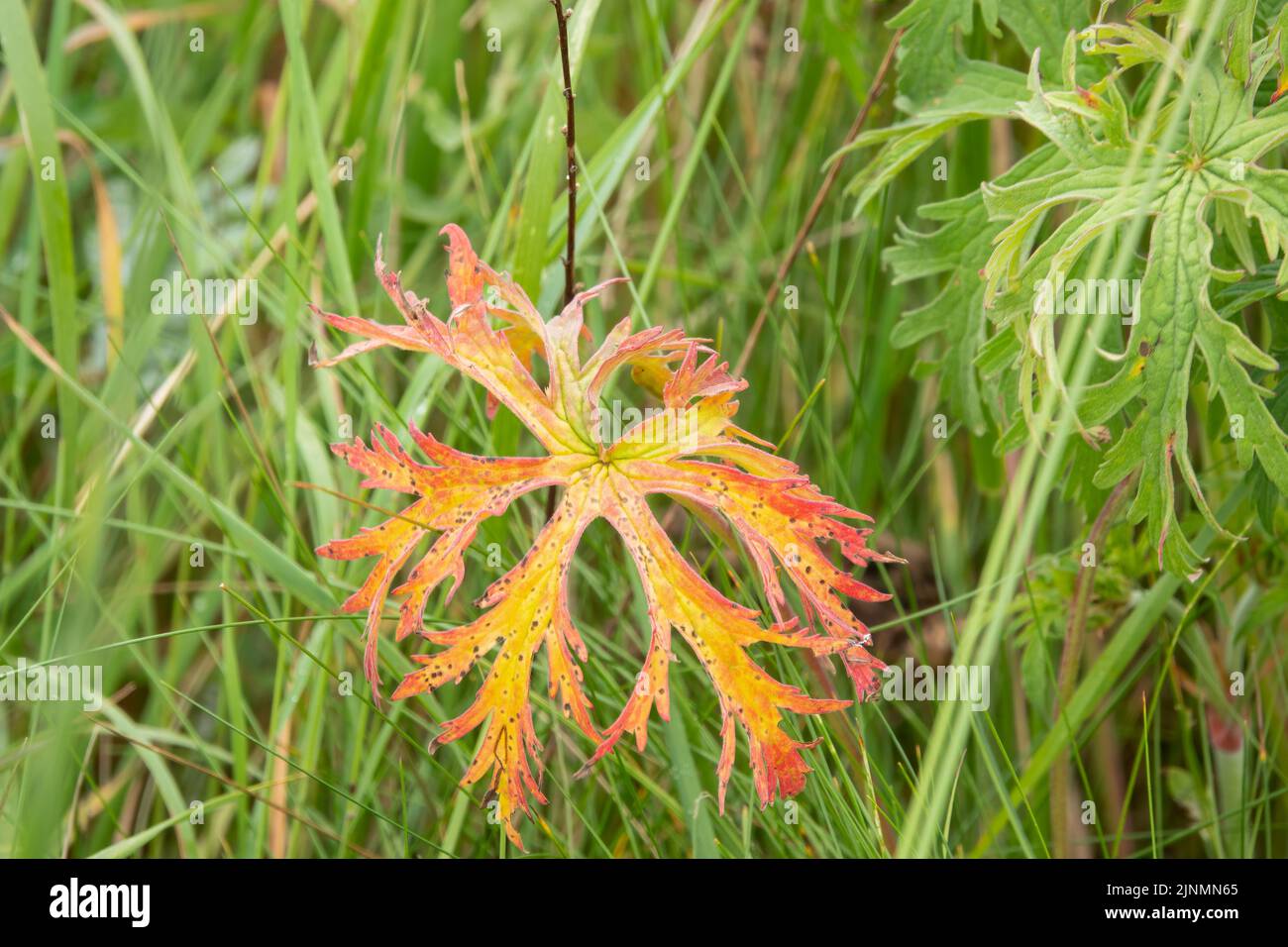 detailed close-up of beautiful yellow, red and gold leaves of the ...
