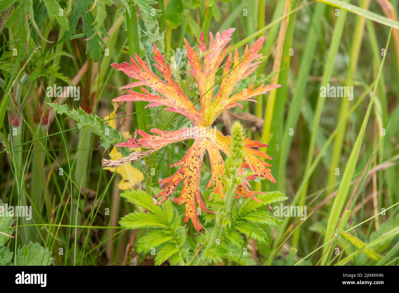 detailed close-up of beautiful yellow, red and gold leaves of the ...