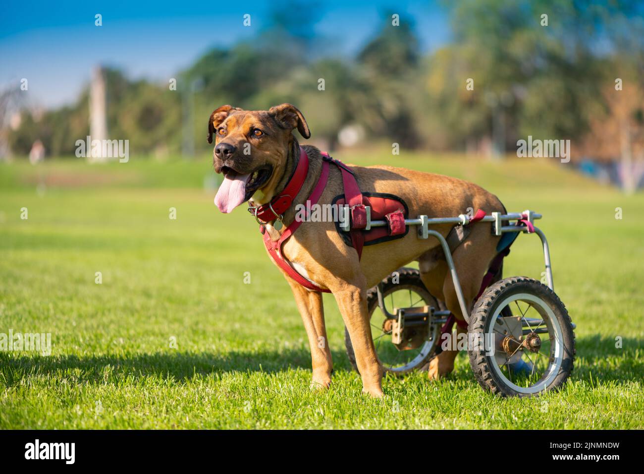 Handicapped dog in wheelchair at a park Stock Photo