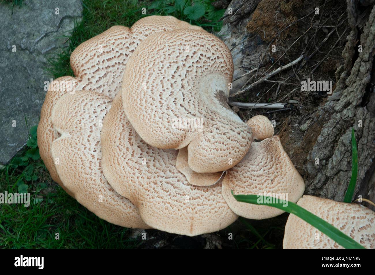 Large mushroom growing on trees stump. Stock Photo
