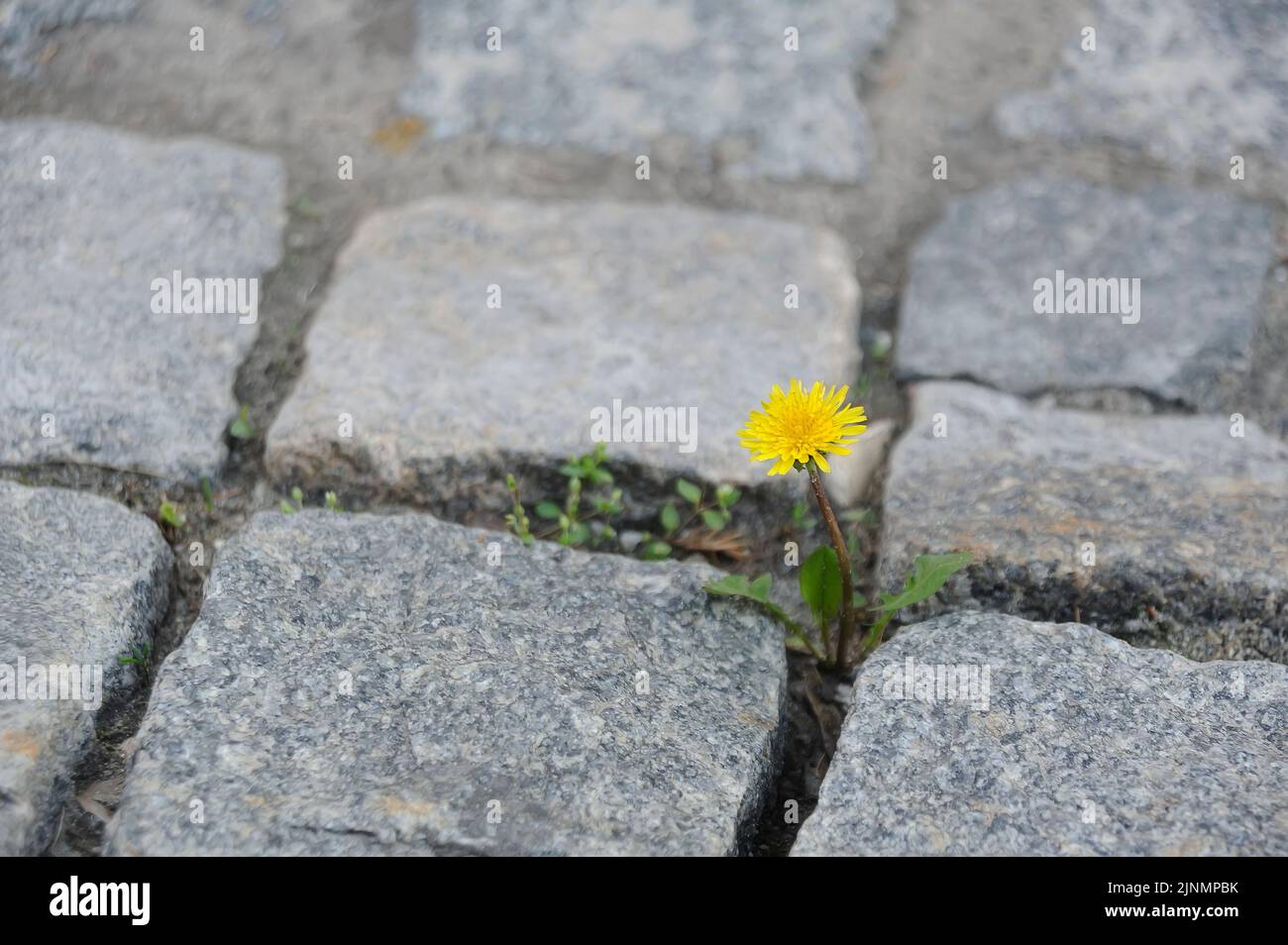 Single dandelion in the gap between cobblestones Stock Photo