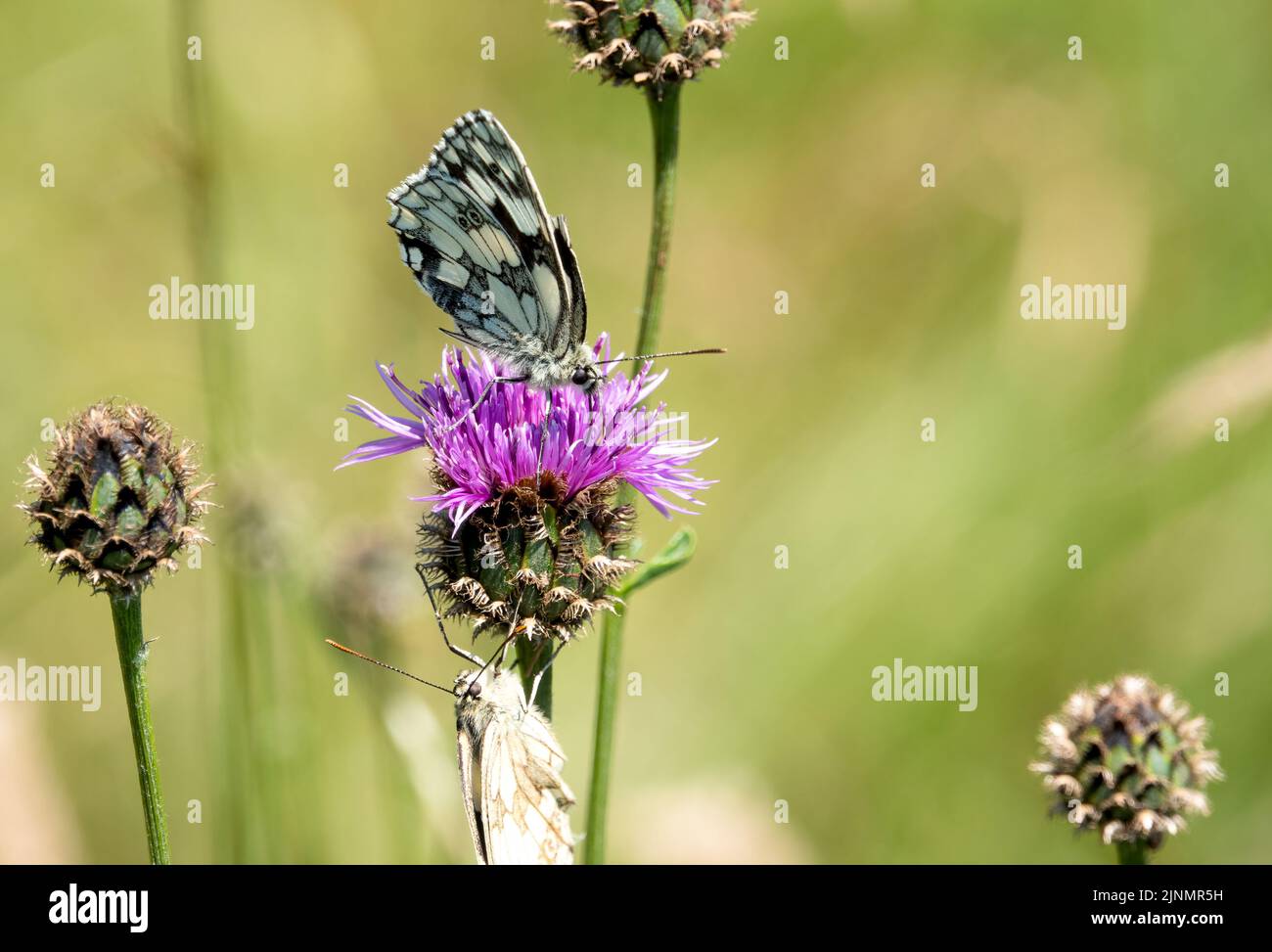 detailed close up of a Marbled White butterfly (Melanargia galathea) Stock Photo