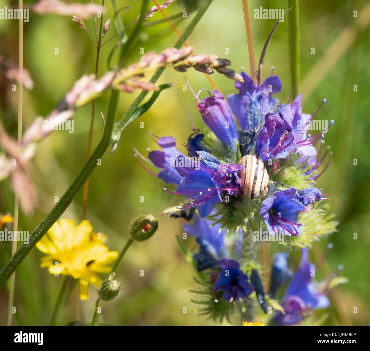 close-up of a Snail amongst blue flowers of Viper's-bugloss (Echium vulgare) Stock Photo