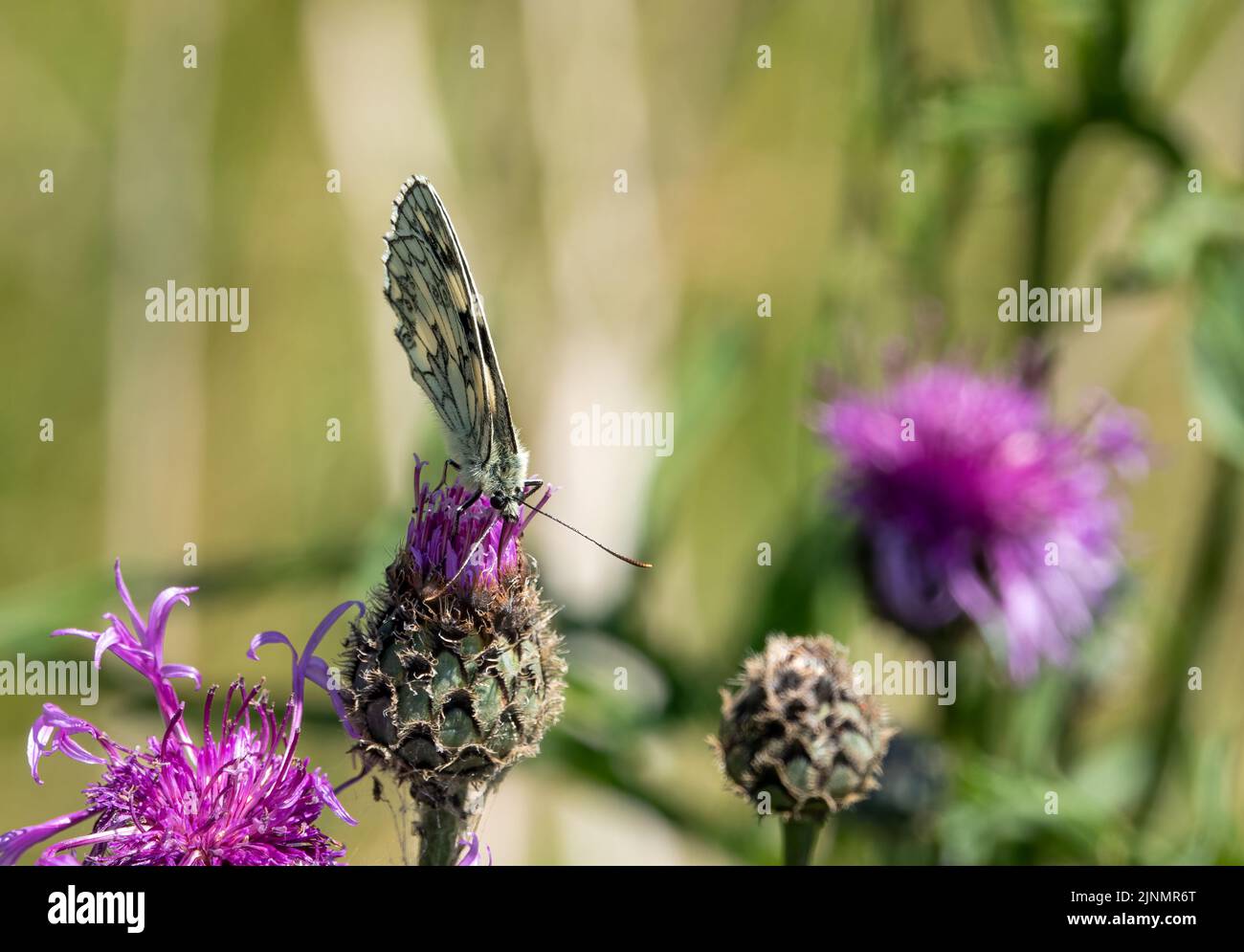 detailed close up of a Marbled White butterfly (Melanargia galathea) Stock Photo