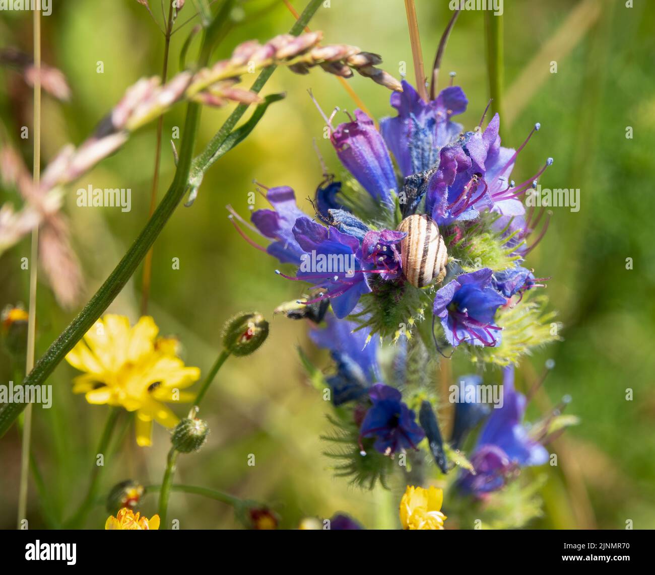 close-up of a Snail amongst blue flowers of Viper's-bugloss (Echium vulgare) Stock Photo
