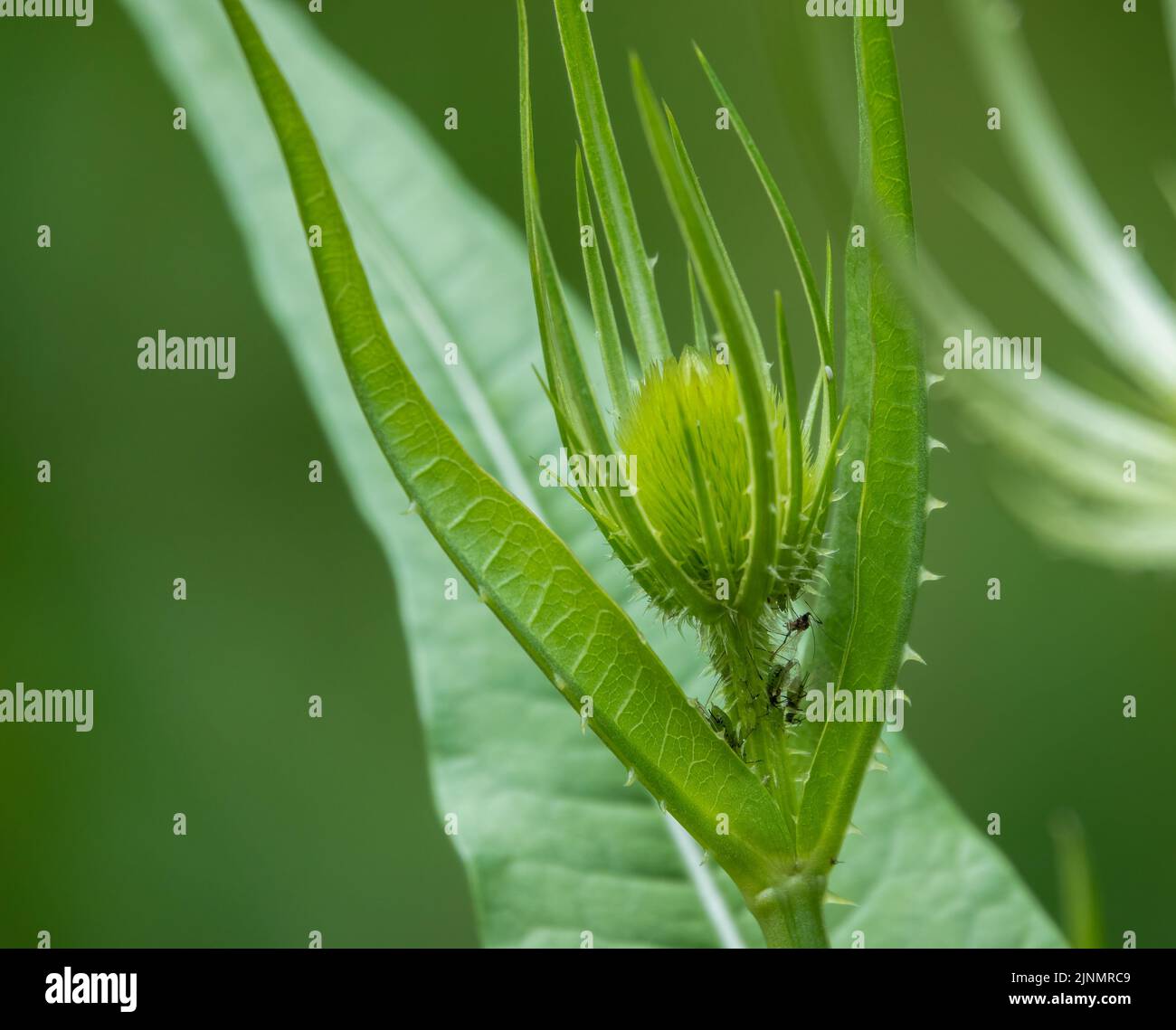 close-up of a summer green wild teasel (Dipsacus fullonum ) prickly spiky thistle Stock Photo