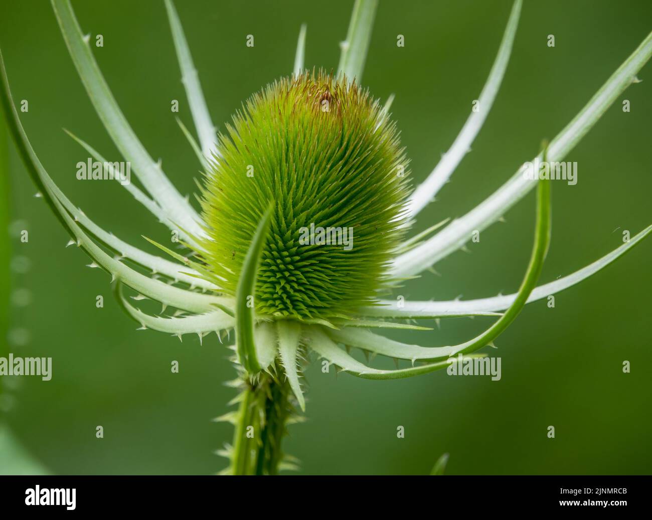 close-up of a summer green wild teasel (Dipsacus fullonum ) prickly spiky thistle Stock Photo