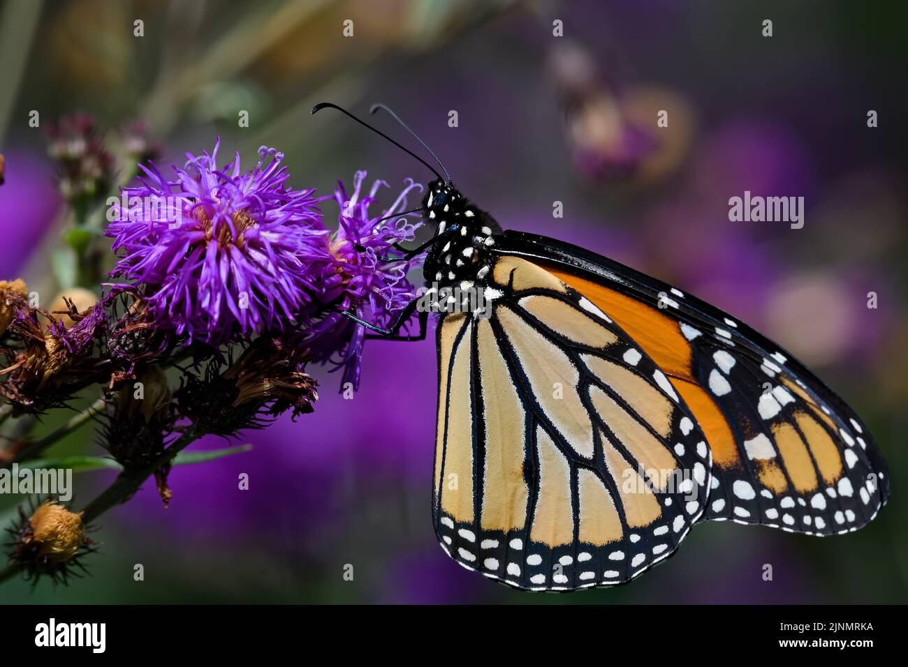 Monarch butterfly on ironweed an ecologically important plant that attracts bees and butterflies. Stock Photo