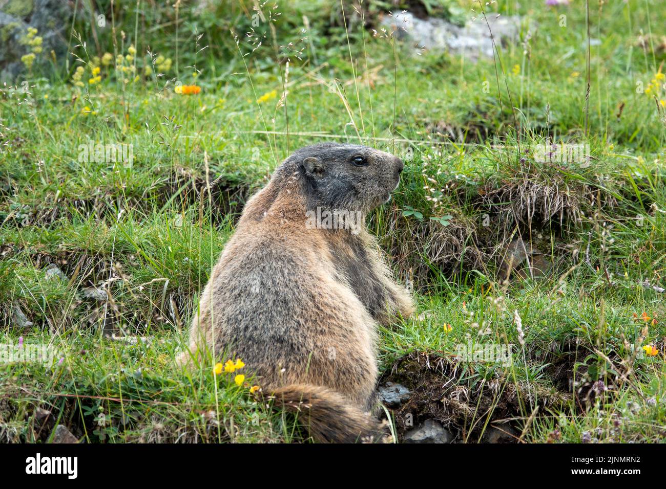 close up of an Alpine Marmot (Marmota marmota) Stock Photo