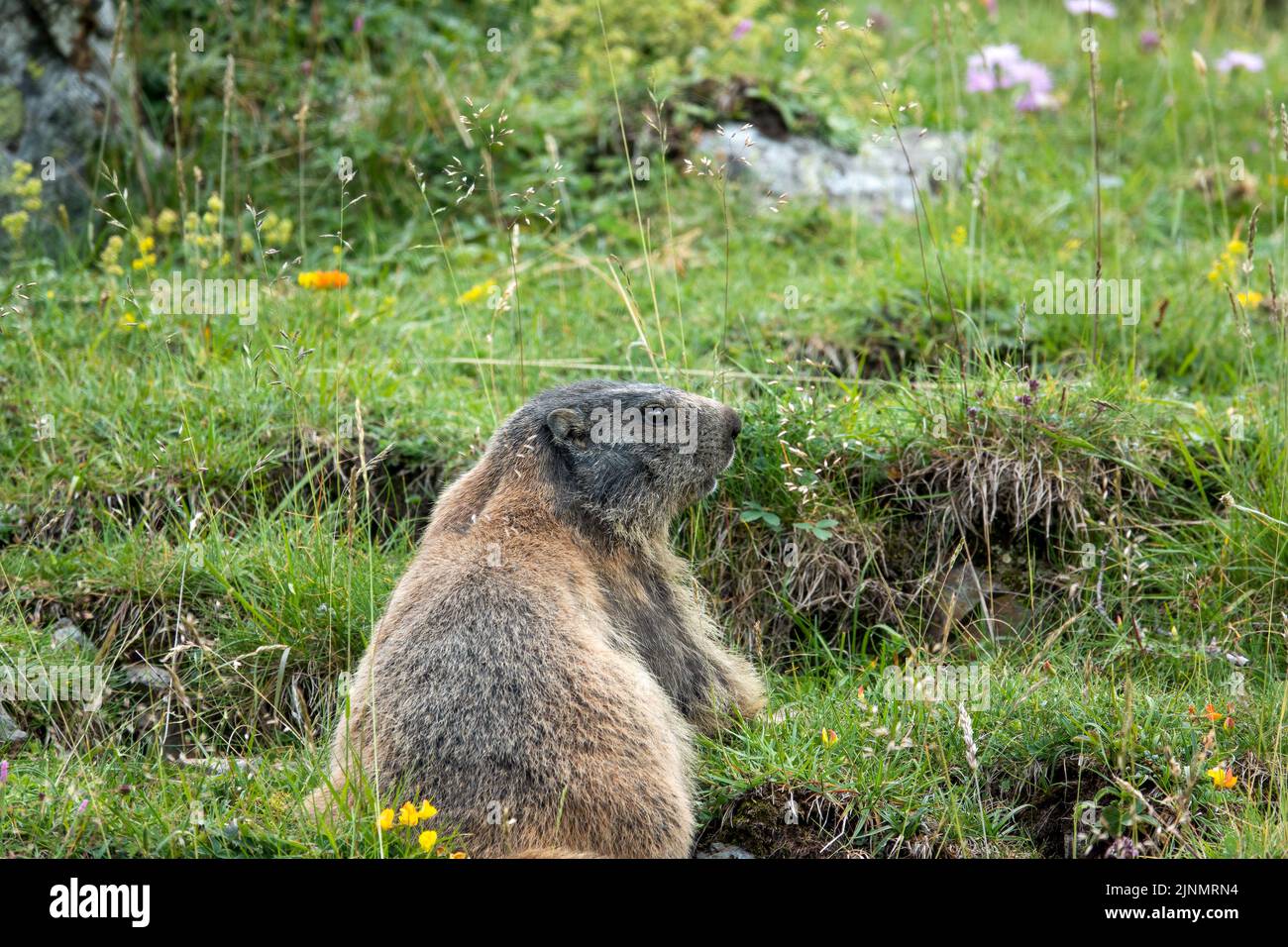 close up of an Alpine Marmot (Marmota marmota) Stock Photo
