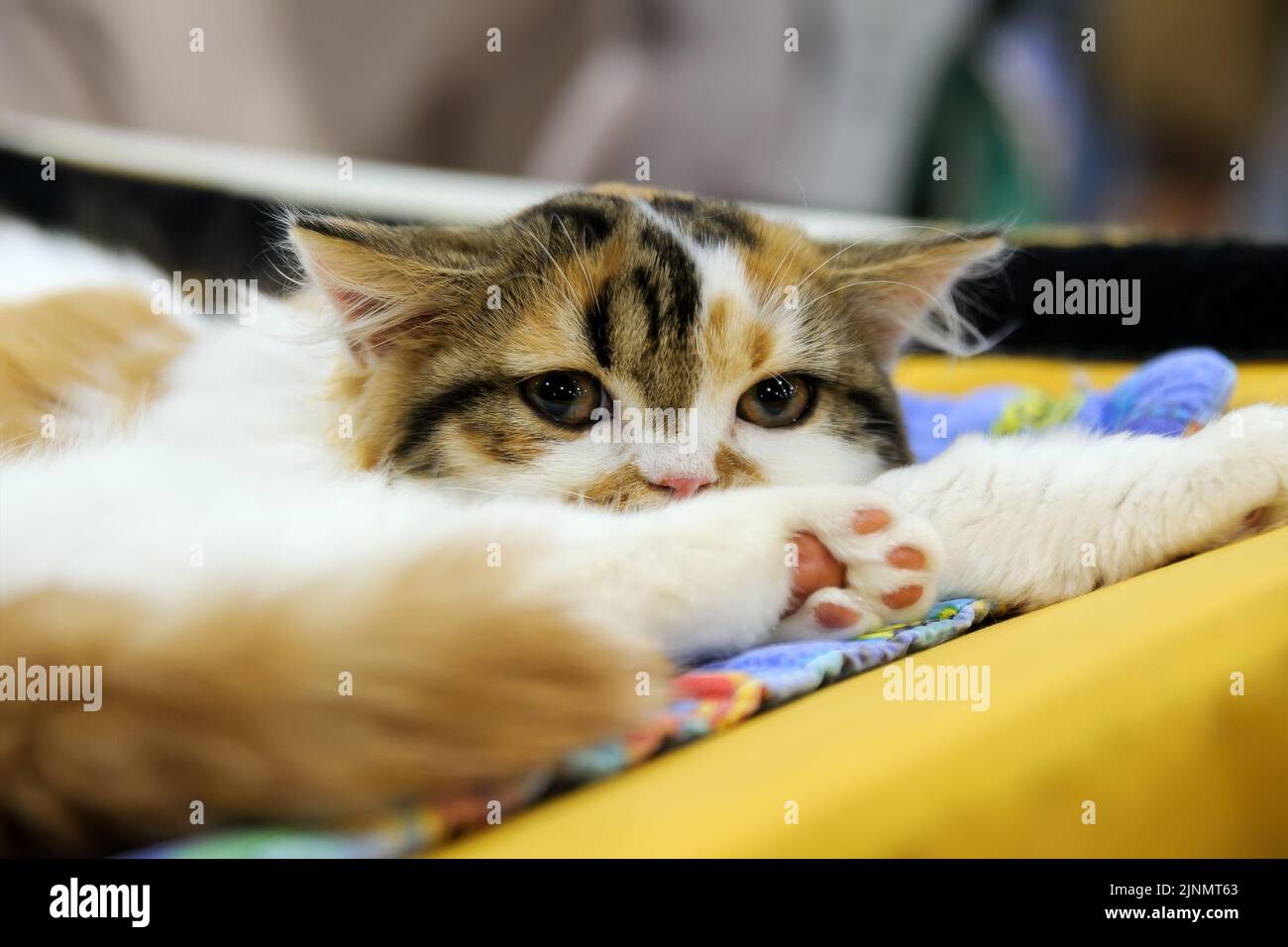 Cat looking lying down on couchCat looking lying down on couch Stock Photo