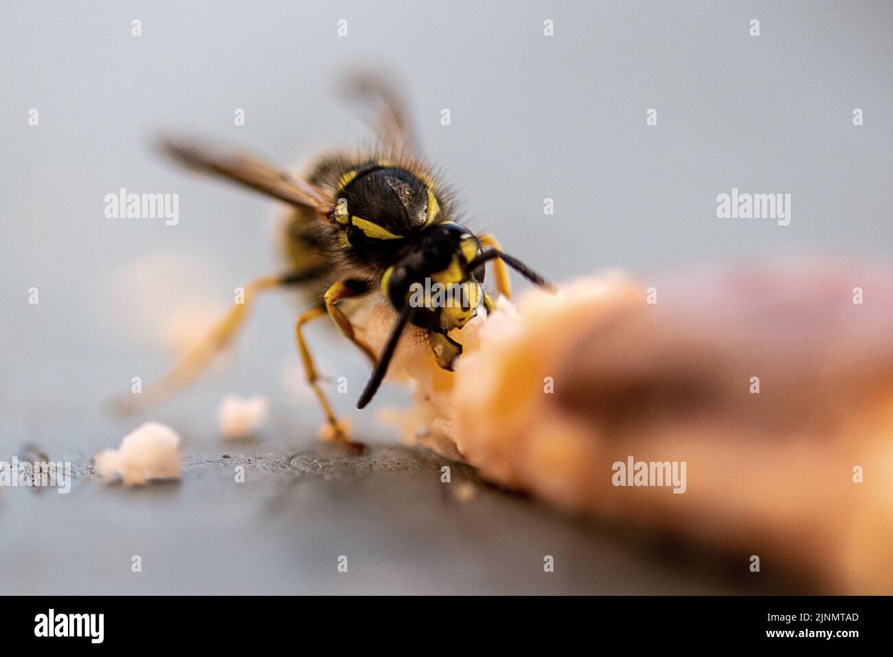 Closeup of Wasp eating trout Stock Photo Alamy