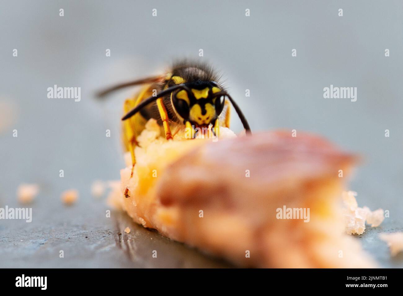 Closeup of Wasp eating trout Stock Photo Alamy