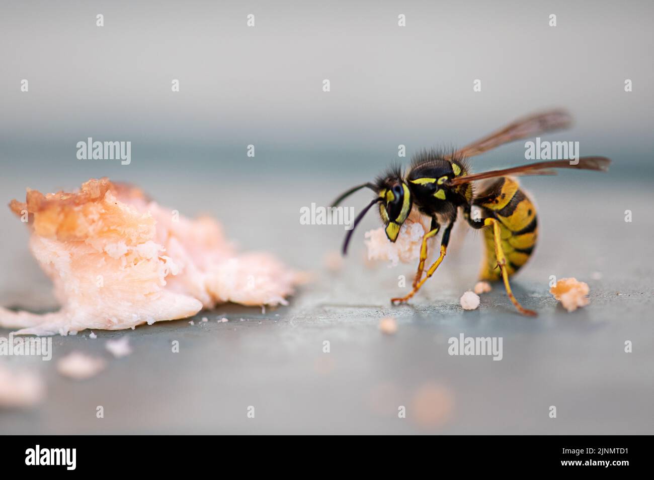 Closeup of Wasp eating trout Stock Photo Alamy