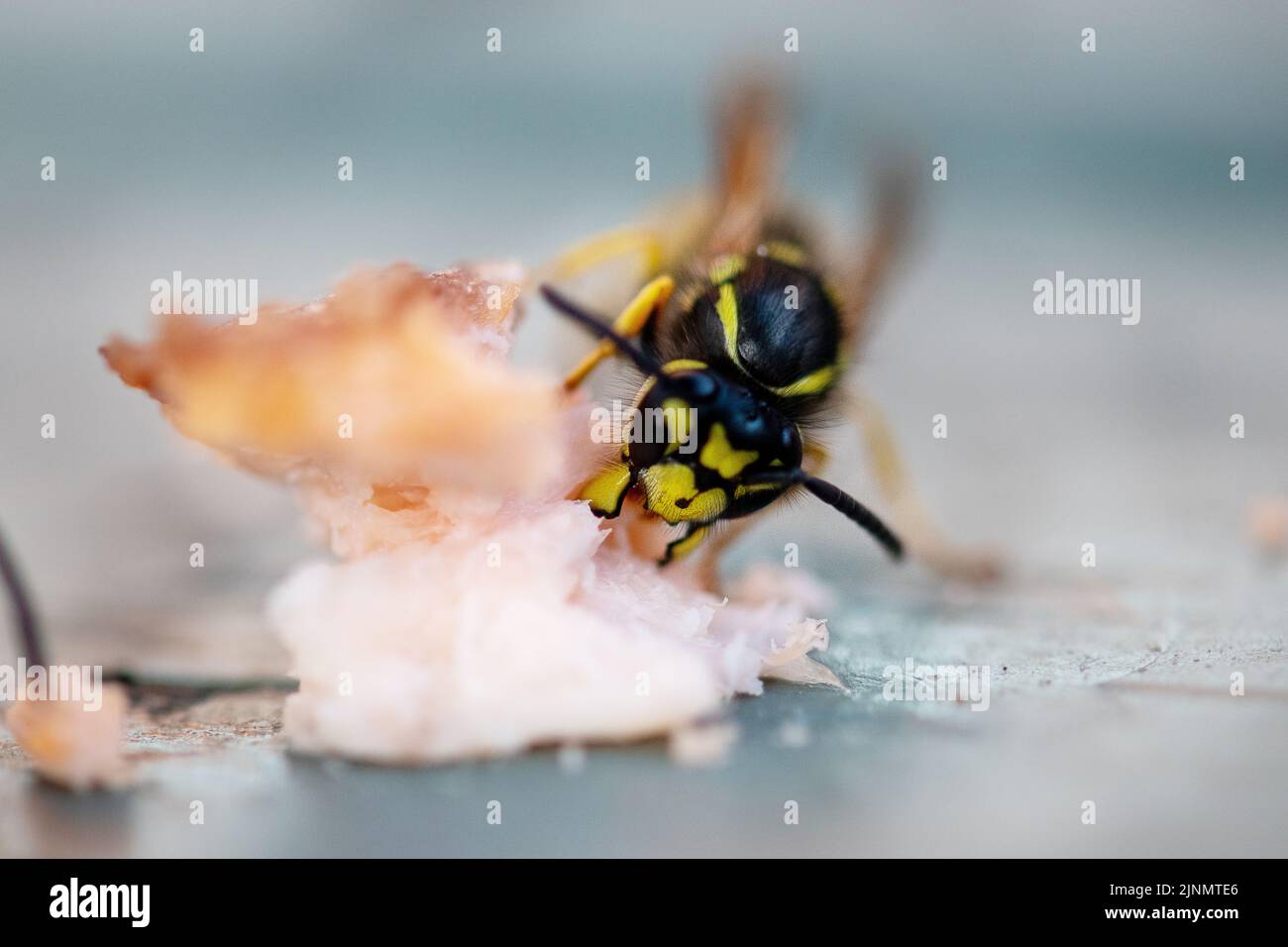 Closeup of Wasp eating trout Stock Photo Alamy
