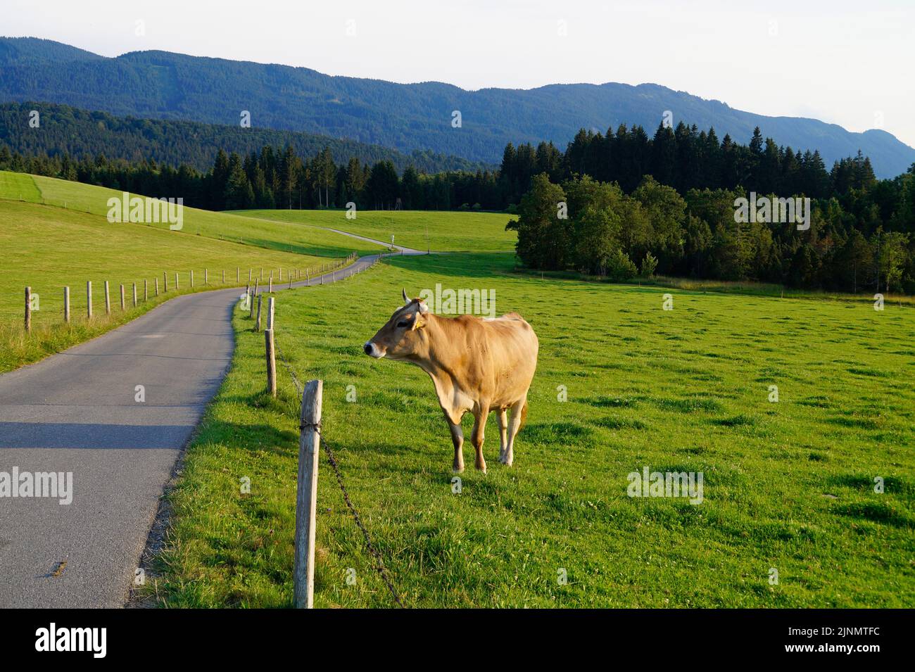 a cute cow grazing in Steingaden on the green alpine meadow by the road in the Bavarian Alps, Bavaria, Germany Stock Photo